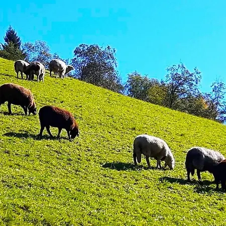 Montana Hofgastein شقة فندقية